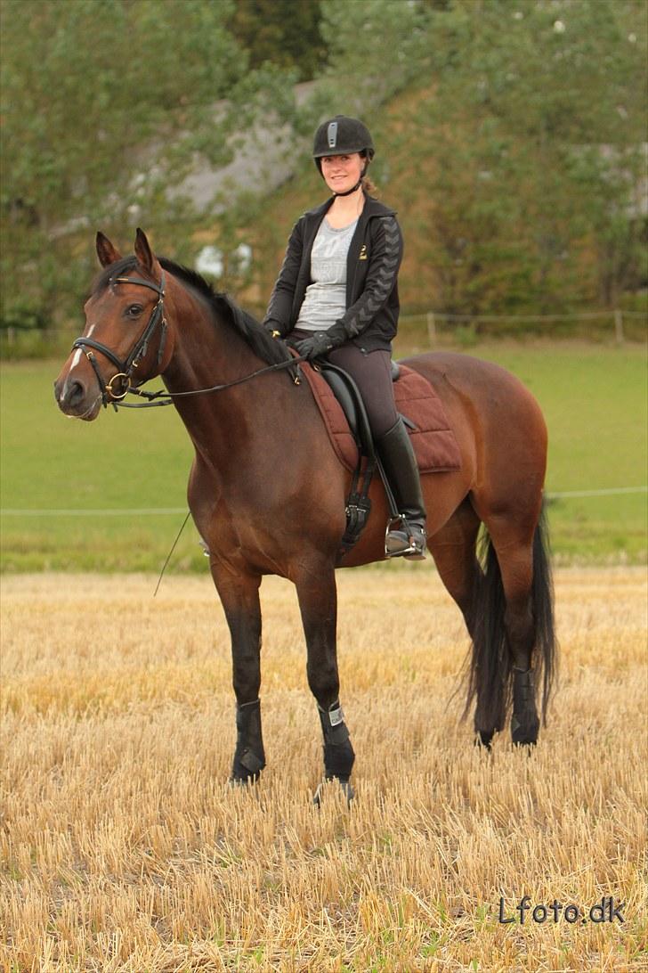 Dansk Varmblod Chiki - Smukke Chiki <3 billede 11