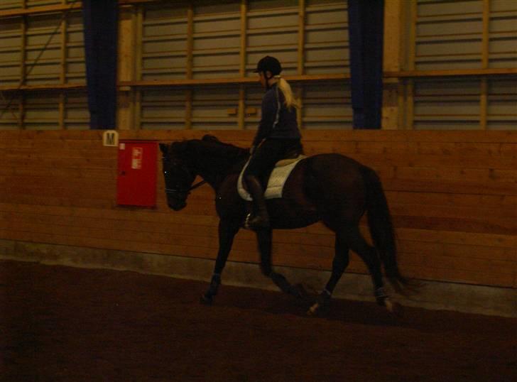 Fuldblod (XX) Erling - Trav :b billede 2