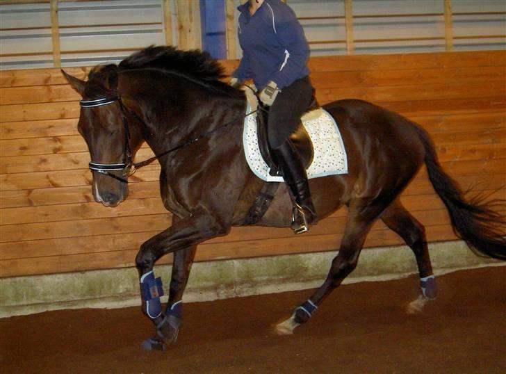 Fuldblod (XX) Erling - I galop :D billede 3