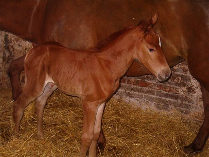 Hannoveraner Stella Wie Delphia # SOLGT # - 3 timer gammel og allerede flot udstråling <3 billede 7