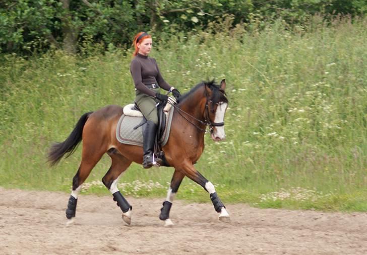 Anden særlig race Sharon - 18. juni 2009 - Ude på Viborg rideskole og øve til stævne :O) billede 1