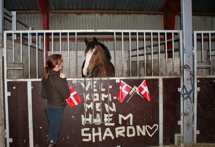 Anden særlig race Sharon - 11. september 2008 - Sharon der lige er vendt hjem til sin gamle boks efter 2½ .. billede 2