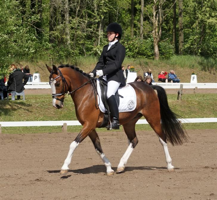 Anden særlig race Sharon - 21. maj 2009 - Sharon´s og mit første stævne som heste-ekvipage :O) Her i LA4 på Mors.. Han var en stjerne :O) billede 5