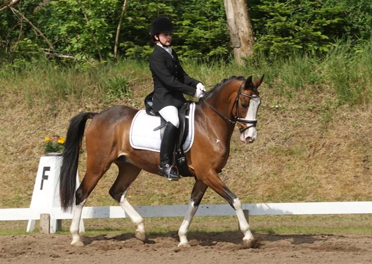 Anden særlig race Sharon - 24. maj 2009 - Sharon i holdmesterskab på Mors :O) Vi fik samlet 62% :O) Han var så sød !! billede 10