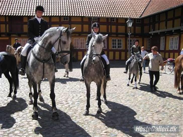 Dansk Varmblod Catalina Capizet - På vej til ringridning sammen med Ditte og Twister.. billede 13