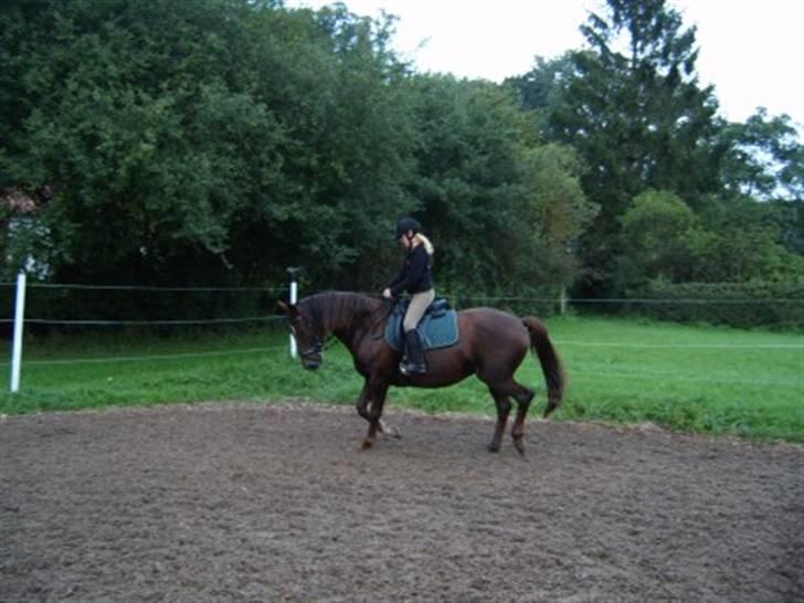 Fuldblod (XX) Jivã *DØD* - jep xD jeg ser lidt komisk ud, men kig på den flotte Jivã(: billede 13