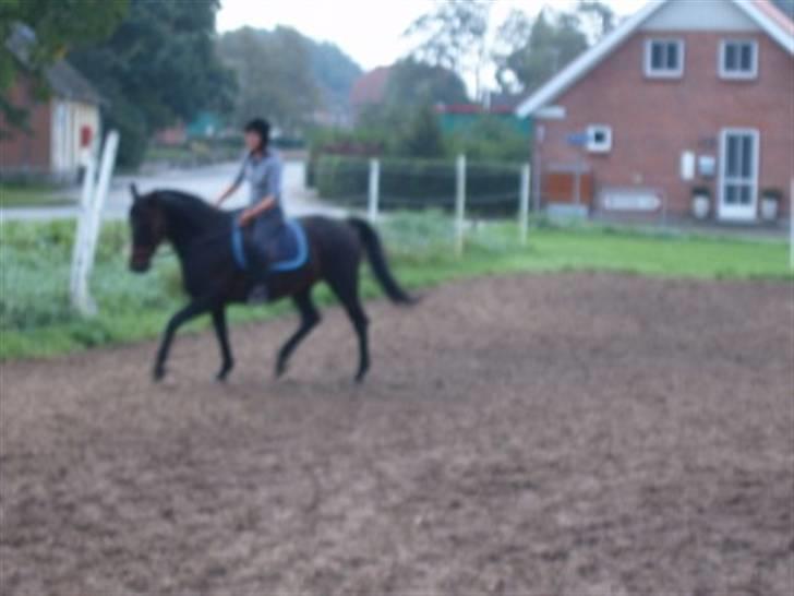 Dansk Varmblod Havens Vanilla-Sky - Mor og Nilla, til undervisning hos Mia Sejersboel(: Foto; Susan Westh billede 16