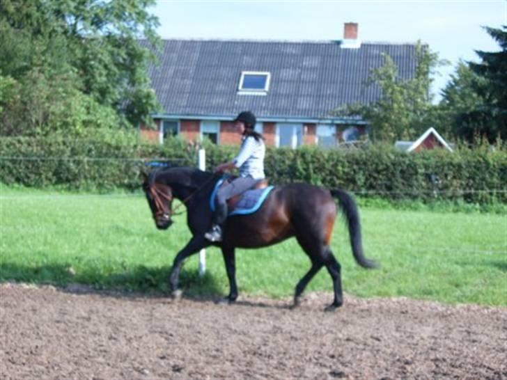 Dansk Varmblod Havens Vanilla-Sky - Dressur hos Mia .. Foto; Susan Westh billede 17