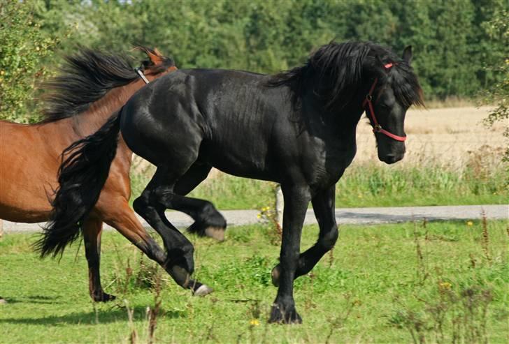 Frieser Bjarne - 12. september 2008 .. Bjarne da han var hingst .. Bjarne leger og bukker rundt .. Fotograf: Mig (Sandra Buus - Sipo) billede 5