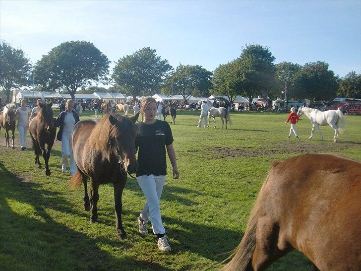 Islænder Náttfreyja f. Dyssemosen - Himmelhest billede 12