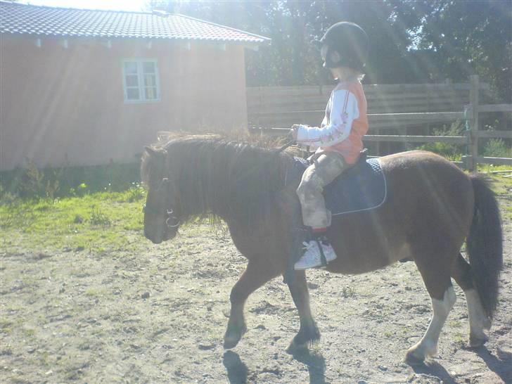 Shetlænder / Welsh Tyson FARVEL :'( billede 18