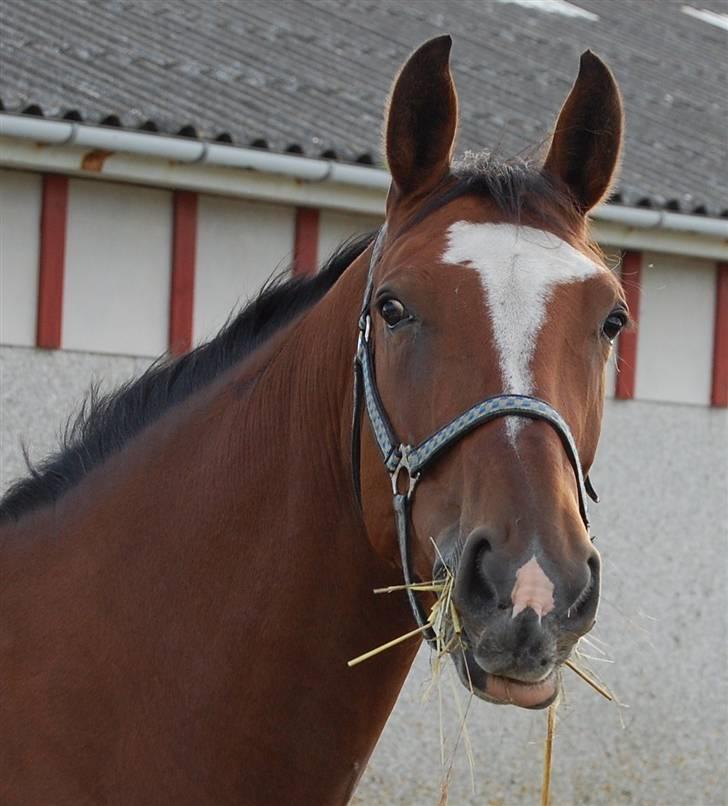Anden særlig race Lyngholms dixie 'UDLÅNT' - dixie. #´foto:annika. billede 5