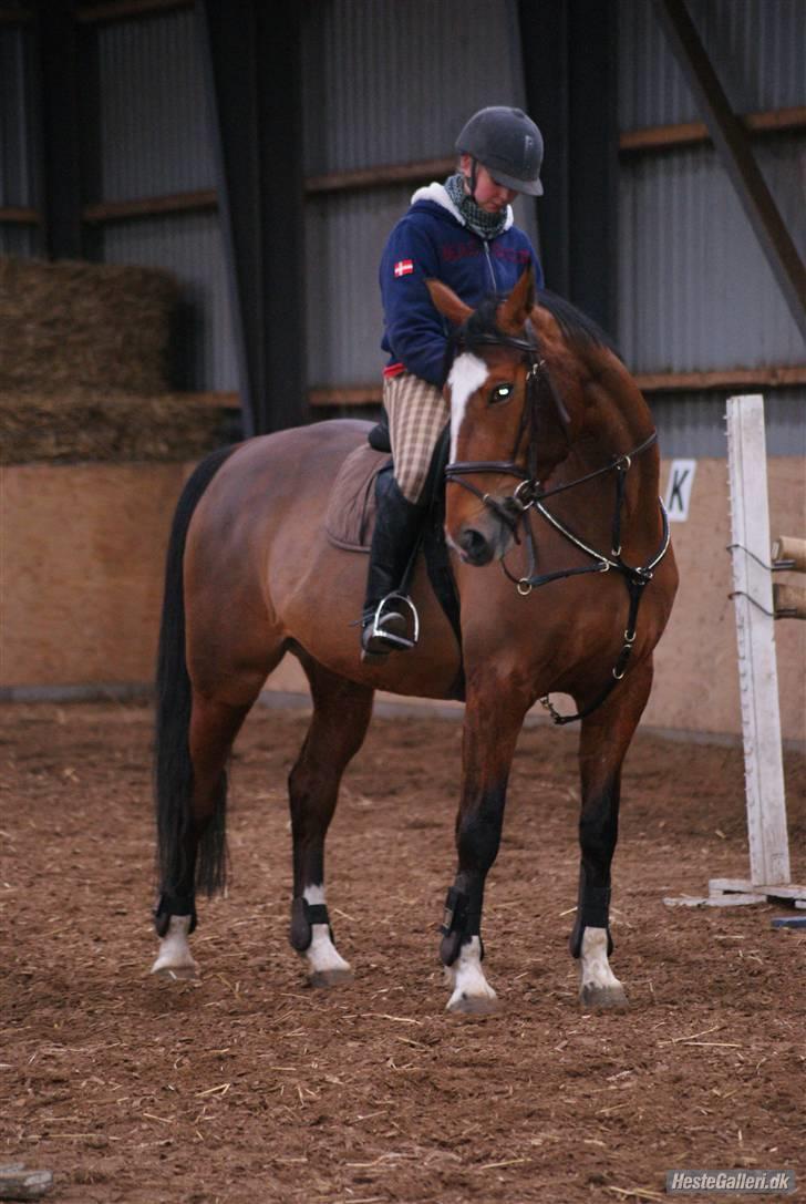 Anden særlig race Lyngholms dixie 'UDLÅNT' - dixie & tine. #´foto:ellen. billede 6