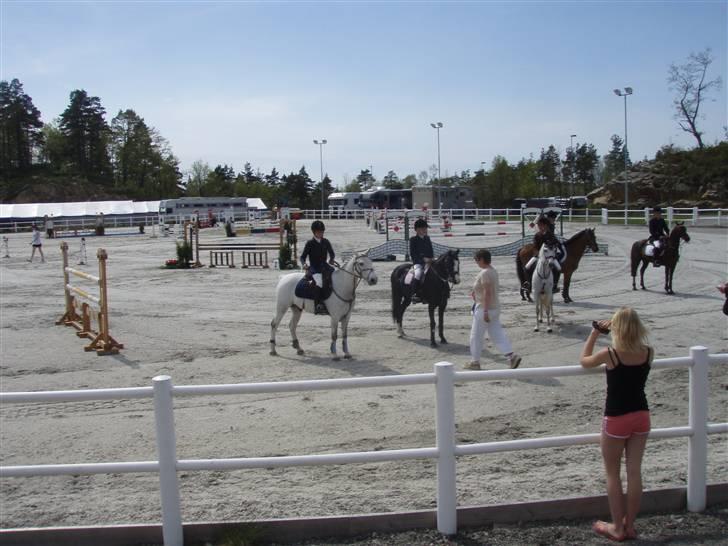 Anden særlig race Irish Pleasure (Solgt) - Præmieoverrækkelse til Baltic cup billede 2