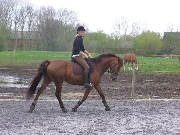Dansk Varmblod Kaiser RIP (SOLGT) - dressur træning på stalddane  billede 8