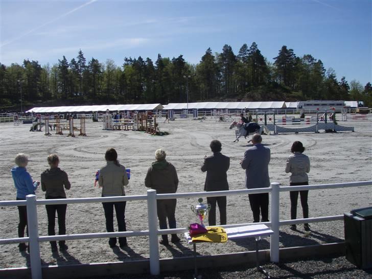 Anden særlig race Irish Pleasure (Solgt) - Æresrunde i fuld firspring billede 4