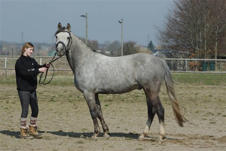 Hollandsk Sportspony Vanda's Paulo Magnus *MINPRINS* billede 6
