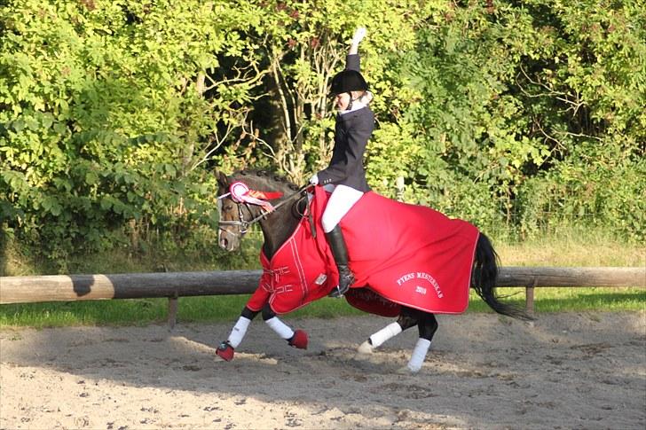 Welsh Mountain (sec A) Fakla Gerald A-pony  ¤Solgt¤ - Weee !! FM hold 2010 :P billede 7