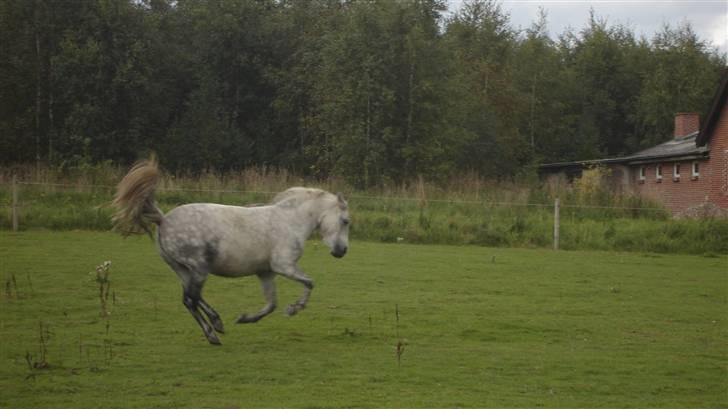 Anden særlig race |  Beauty - min lille vild pony laver lidt buk spring smukt ikke foto søs/lone billede 14