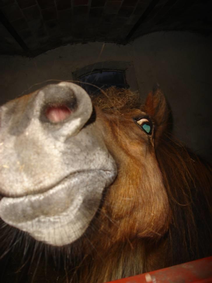 Shetlænder buster billede 7