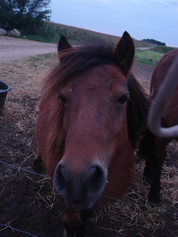 Shetlænder buster billede 8