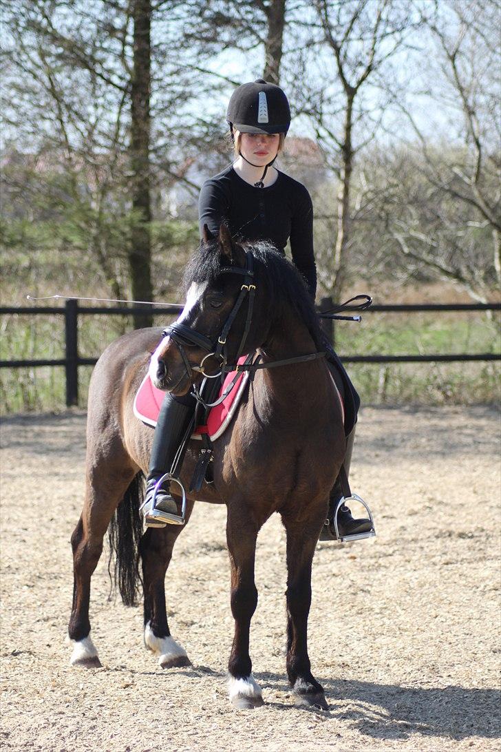 Welsh Mountain (sec A) Fakla Gerald A-pony  ¤Solgt¤ - På besøg hos min yndlings Gerald <3<3.  billede 8