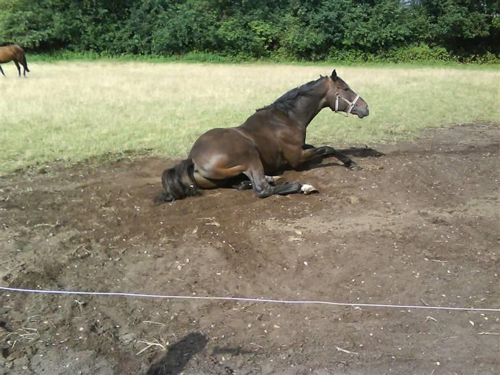 Fuldblod (XX) Erling - På marken :D billede 4
