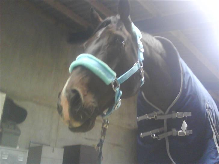 Fuldblod (XX) Erling - "Hvad er det ?" xD billede 5