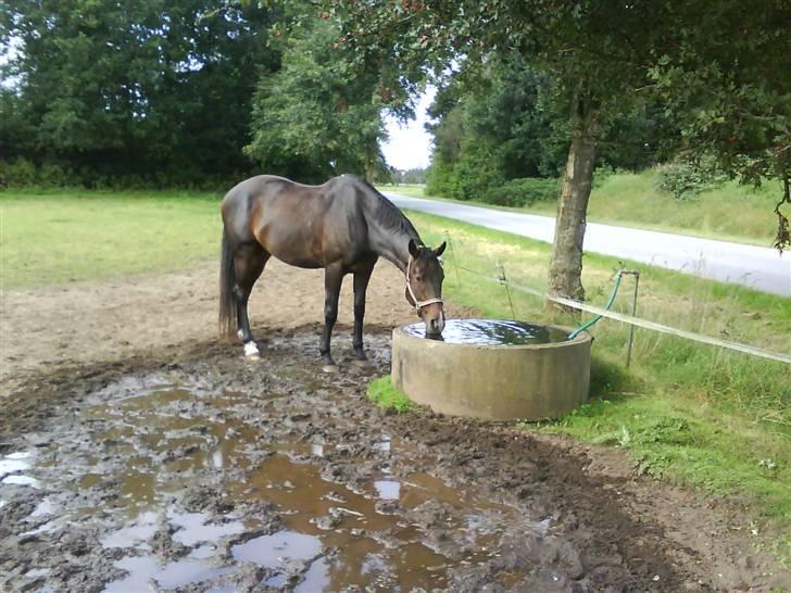 Fuldblod (XX) Erling - Når , han er tørstig C: billede 6