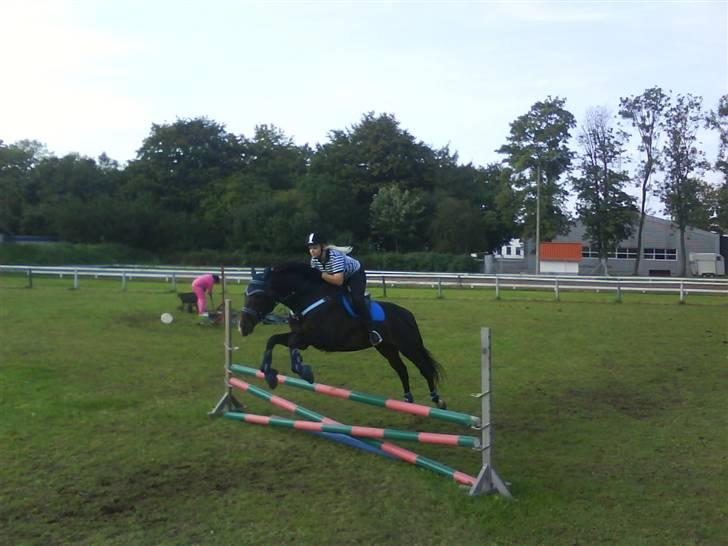 Fuldblod (XX) Erling - Vi springer ikke så højt endnu , jeg vil lige lære ham at kende først :D billede 7