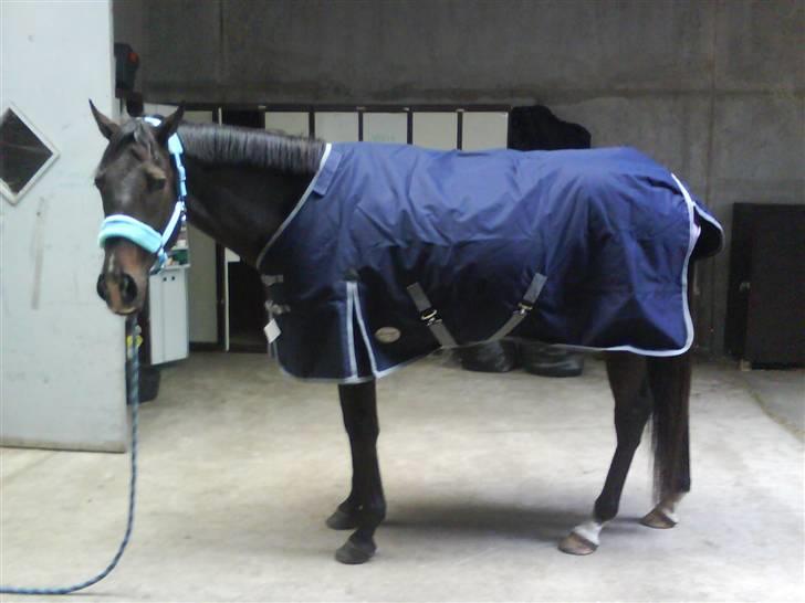 Fuldblod (XX) Erling - Hans flotte overgangsdækken xD billede 8