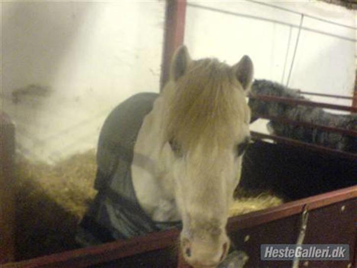 Anden særlig race thor billede 6