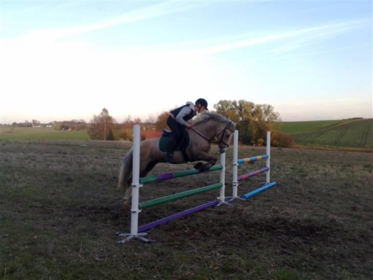 Irsk Sportspony Triple Gold(:  - Springer 1 meter billede 2