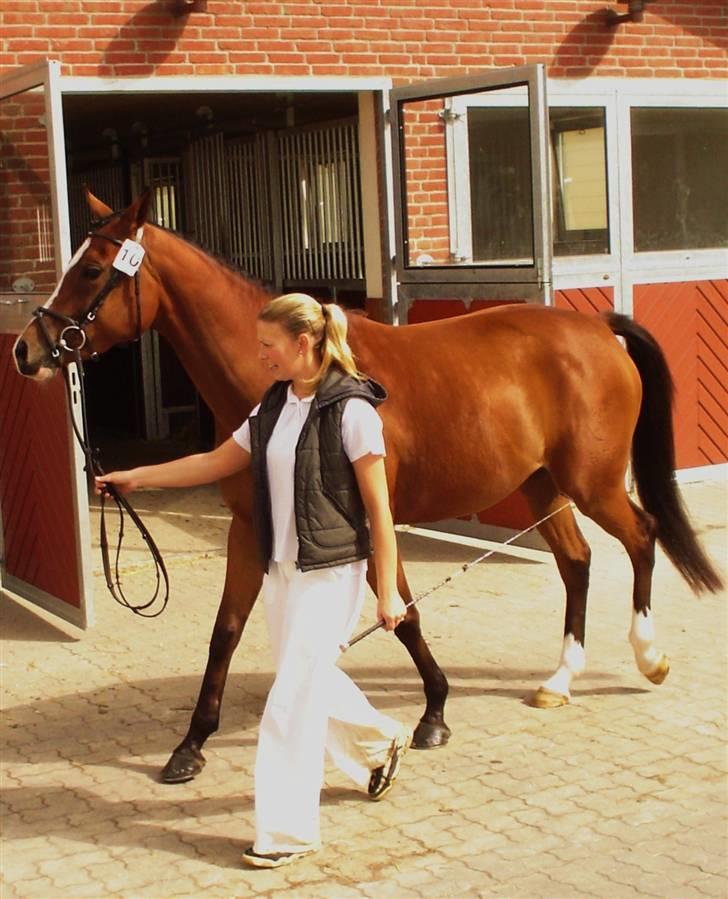 Anglo Araber (AA) Almera Mosebo X SOLGT - Almera til DSAH´s shagya anglo og sports araber kåring billede 7