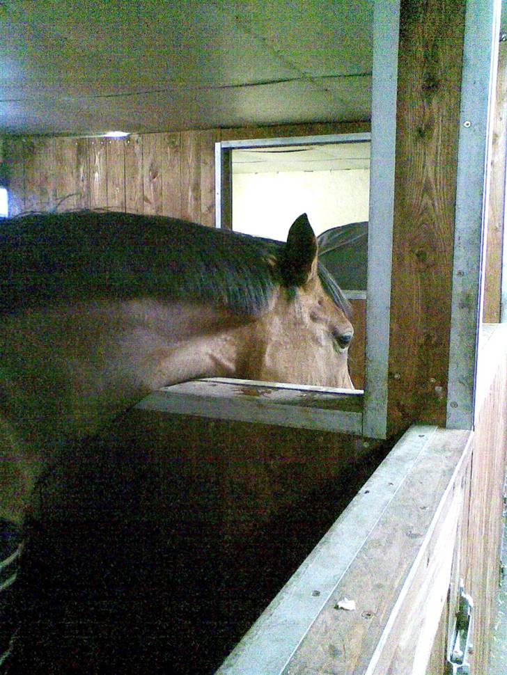 Anglo Araber (AA) Almera Mosebo X SOLGT - vi drikker lige naboens vand, mit eget er ikke godt nok billede 9