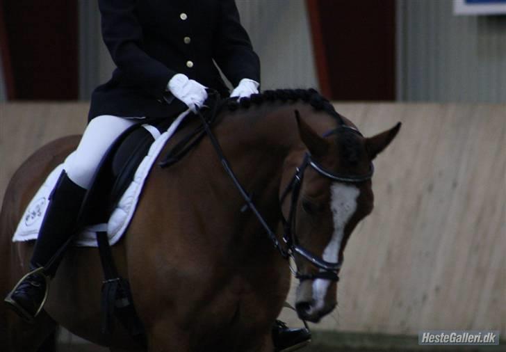 Anglo Araber (AA) Almera Mosebo X SOLGT - LC ASRK 21/3-09 taget af Sandie Laustsen(M. Isabella Af Mindet) billede 12