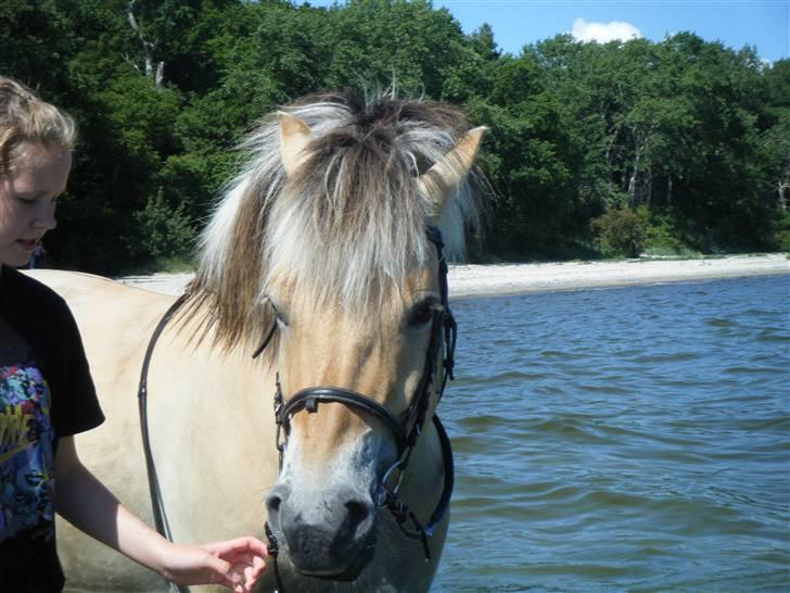 Fjordhest Alex  - sommer 09 <33 ... billede 6