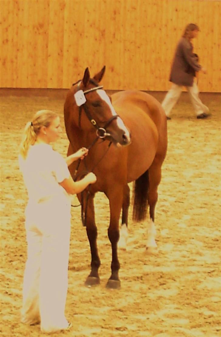 Anglo Araber (AA) Almera Mosebo X SOLGT - oprangering billede 13