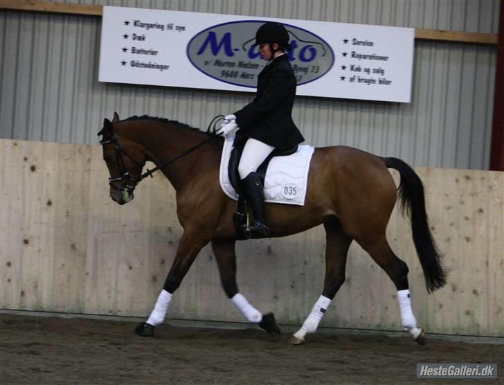 Anglo Araber (AA) Almera Mosebo X SOLGT - LC ASRK 21/3-09 taget af Sandie Laustsen(M. Isabella Af Mindet) billede 17