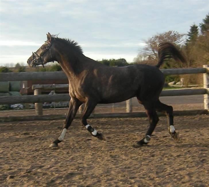 Holstener Indira Von HarknagR.I.P billede 6