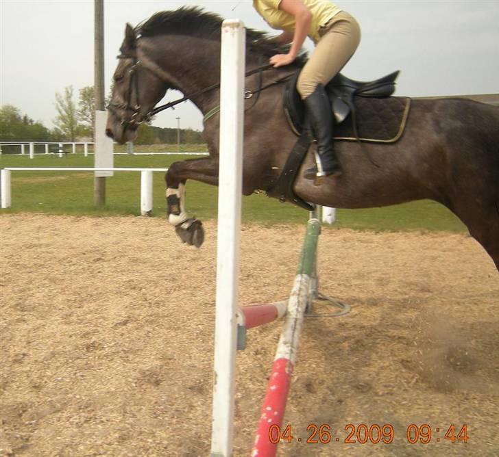 Holstener Indira Von HarknagR.I.P billede 7