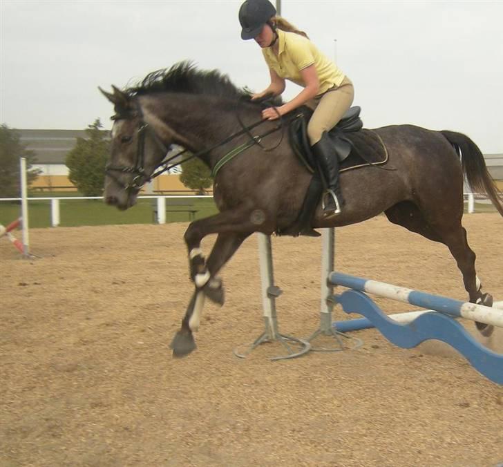 Holstener Indira Von HarknagR.I.P billede 9