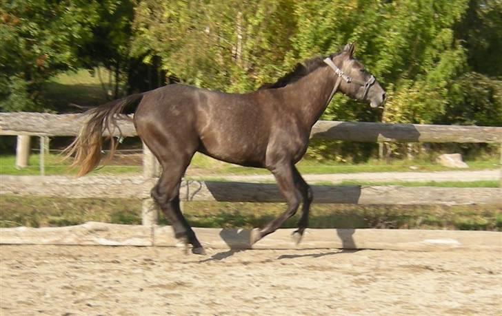 Holstener Indira Von HarknagR.I.P billede 10