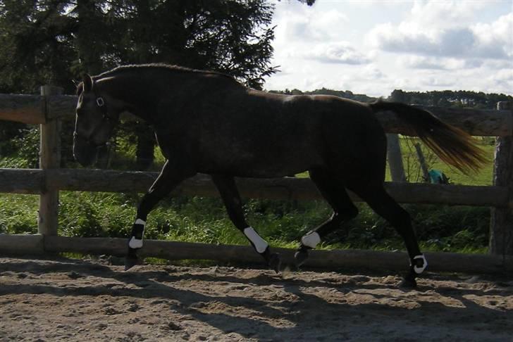 Holstener Indira Von HarknagR.I.P billede 1