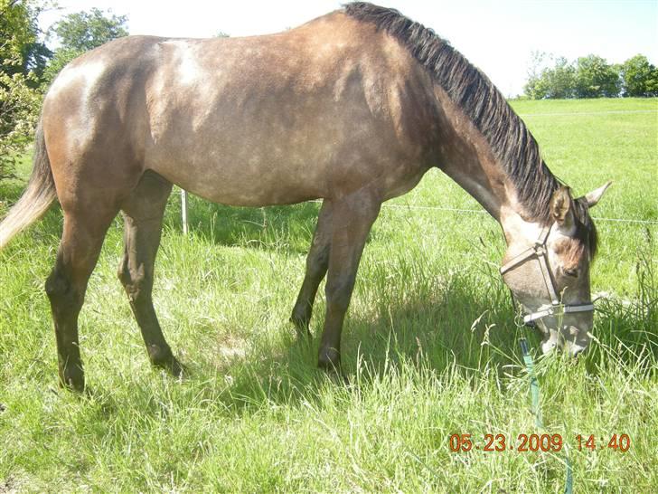 Holstener Indira Von HarknagR.I.P billede 5