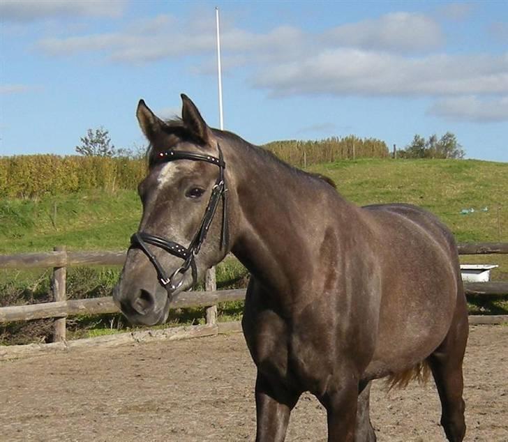 Holstener Indira Von HarknagR.I.P billede 11