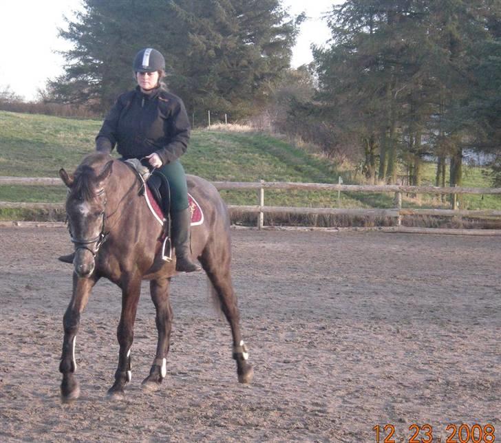 Holstener Indira Von HarknagR.I.P billede 12