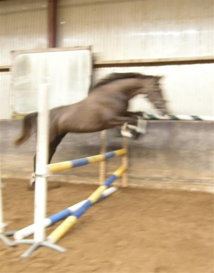 Holstener Indira Von HarknagR.I.P billede 13