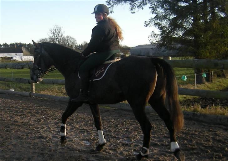 Holstener Indira Von HarknagR.I.P billede 14