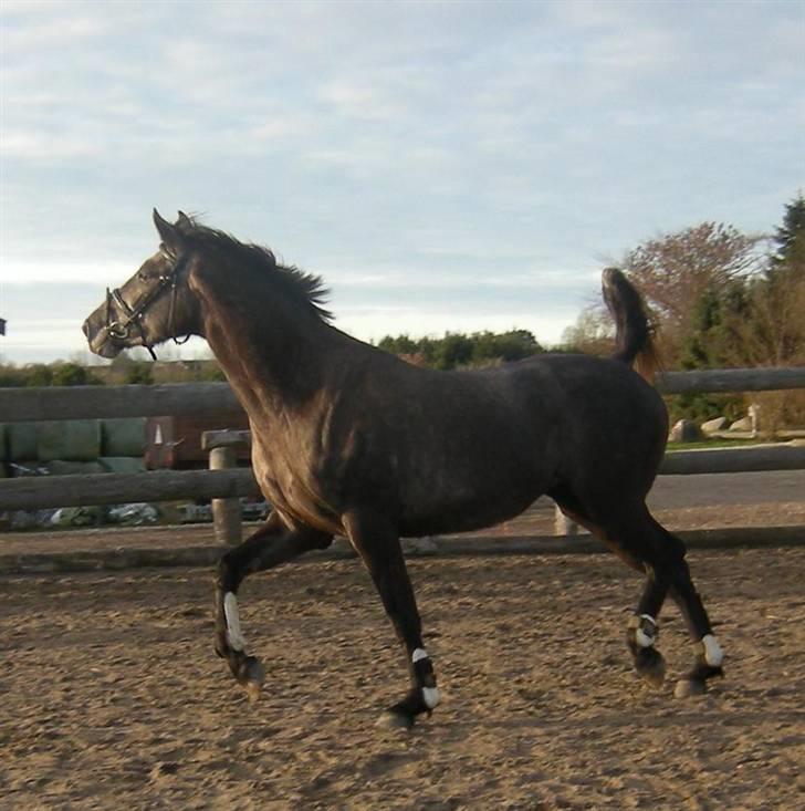 Holstener Indira Von HarknagR.I.P billede 15